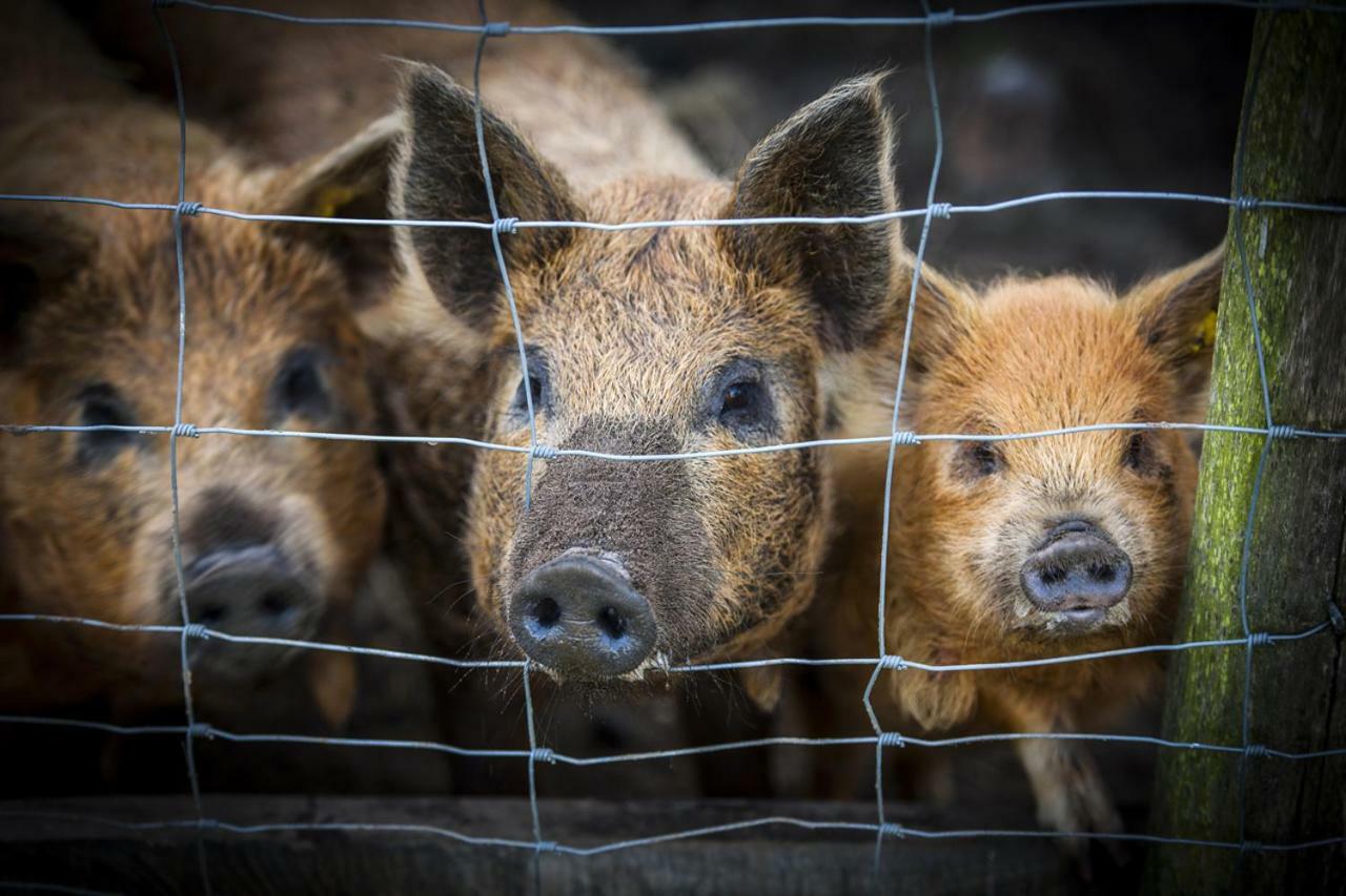 De Blauwe Hoeve Zwijndrecht Kültér fotó